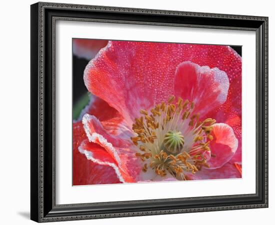 Usa, Washington State, Duvall. Red and white common poppy close-up-Merrill Images-Framed Photographic Print