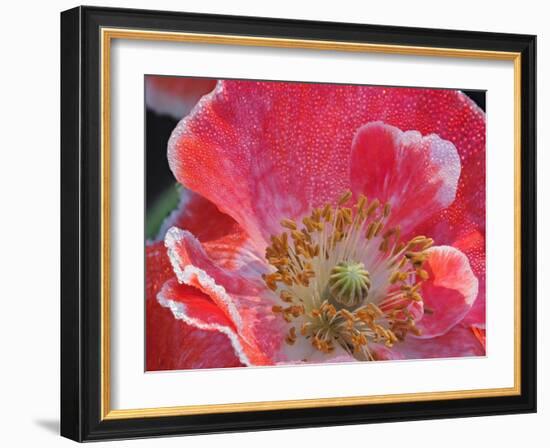 Usa, Washington State, Duvall. Red and white common poppy close-up-Merrill Images-Framed Photographic Print