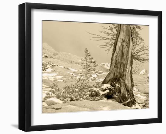USA, Washington State. Enchantment lakes, larch trunk and fir tree.-Jamie & Judy Wild-Framed Photographic Print