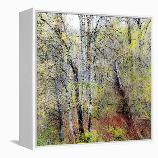 USA, Washington State, Fall City Cottonwoods budding out in the spring along the Snoqualmie River-Sylvia Gulin-Framed Premier Image Canvas