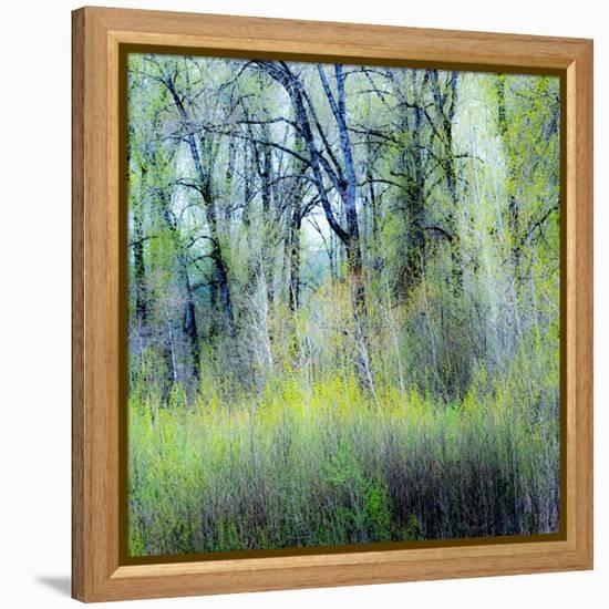 USA, Washington State, Fall City Cottonwoods budding out in the spring along the Snoqualmie River-Sylvia Gulin-Framed Premier Image Canvas