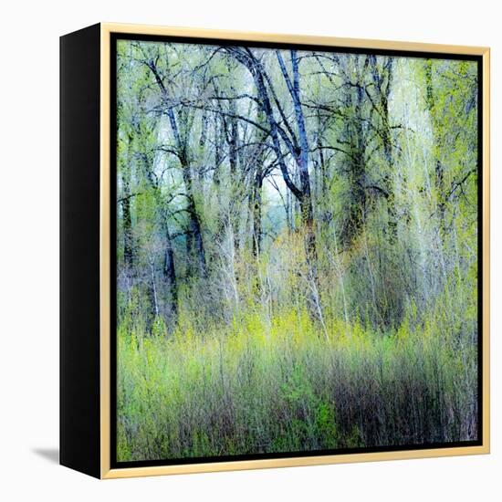 USA, Washington State, Fall City Cottonwoods budding out in the spring along the Snoqualmie River-Sylvia Gulin-Framed Premier Image Canvas