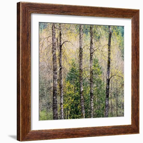 USA, Washington State, Fall City Cottonwoods budding out in the spring along the Snoqualmie River-Sylvia Gulin-Framed Photographic Print