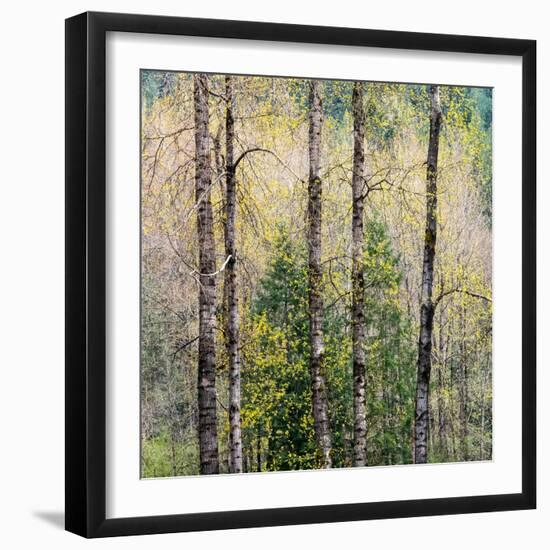 USA, Washington State, Fall City Cottonwoods budding out in the spring along the Snoqualmie River-Sylvia Gulin-Framed Photographic Print