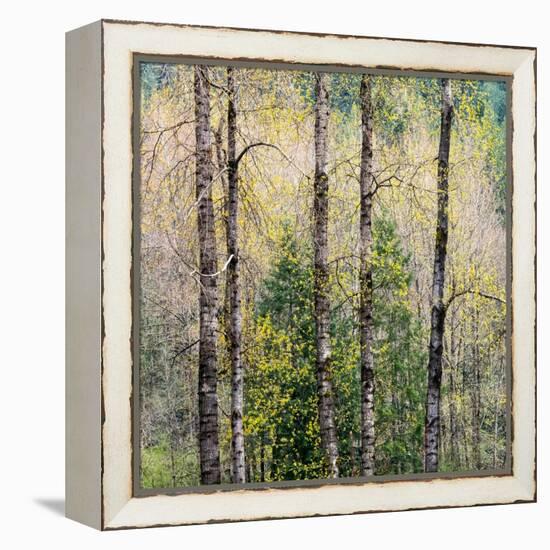 USA, Washington State, Fall City Cottonwoods budding out in the spring along the Snoqualmie River-Sylvia Gulin-Framed Premier Image Canvas