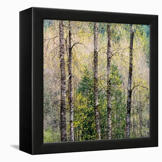 USA, Washington State, Fall City Cottonwoods budding out in the spring along the Snoqualmie River-Sylvia Gulin-Framed Premier Image Canvas