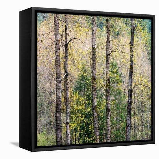 USA, Washington State, Fall City Cottonwoods budding out in the spring along the Snoqualmie River-Sylvia Gulin-Framed Premier Image Canvas