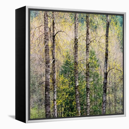 USA, Washington State, Fall City Cottonwoods budding out in the spring along the Snoqualmie River-Sylvia Gulin-Framed Premier Image Canvas