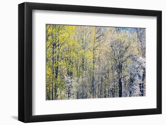 USA, Washington State, Fall City Cottonwoods budding out in the spring along the Snoqualmie River-Sylvia Gulin-Framed Photographic Print