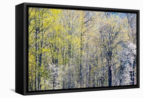 USA, Washington State, Fall City Cottonwoods budding out in the spring along the Snoqualmie River-Sylvia Gulin-Framed Premier Image Canvas