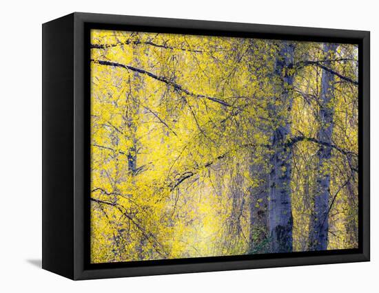 USA, Washington State, Fall City Cottonwoods budding out in the spring along the Snoqualmie River-Sylvia Gulin-Framed Premier Image Canvas