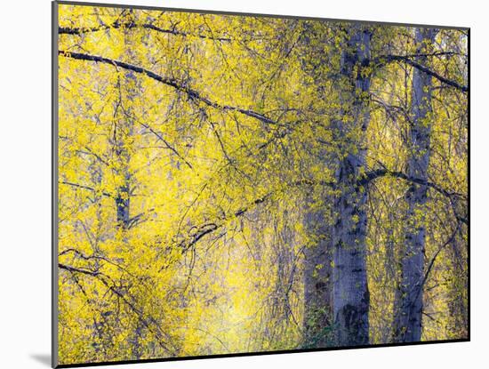 USA, Washington State, Fall City Cottonwoods budding out in the spring along the Snoqualmie River-Sylvia Gulin-Mounted Photographic Print