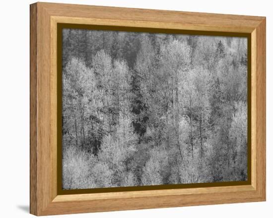 USA, Washington State, Fall City hillside of Cottonwoods just budding out in the spring-Sylvia Gulin-Framed Premier Image Canvas