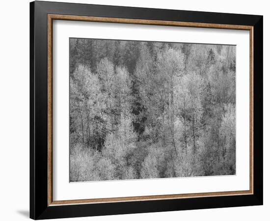 USA, Washington State, Fall City hillside of Cottonwoods just budding out in the spring-Sylvia Gulin-Framed Photographic Print