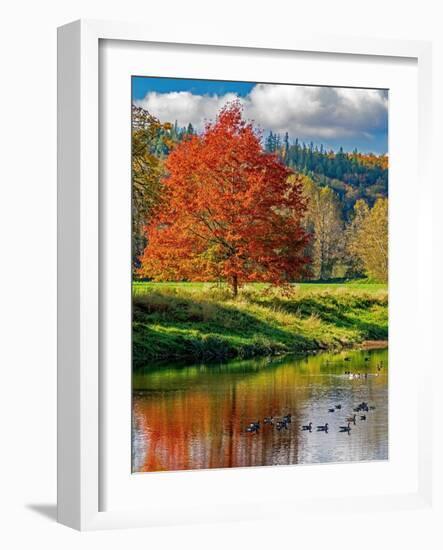 USA, Washington State, Fall City, Snoqualmie River and fall colored maple tree in reflection-Sylvia Gulin-Framed Photographic Print