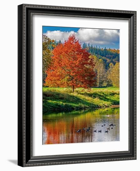 USA, Washington State, Fall City, Snoqualmie River and fall colored maple tree in reflection-Sylvia Gulin-Framed Photographic Print