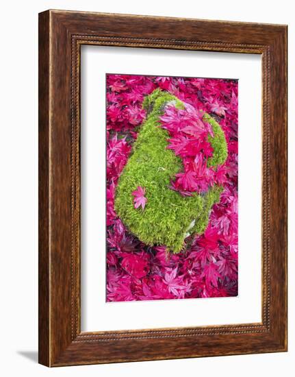 USA, Washington State. Fallen autumn Japanese maple leaves contrast to rock and moss-Trish Drury-Framed Photographic Print