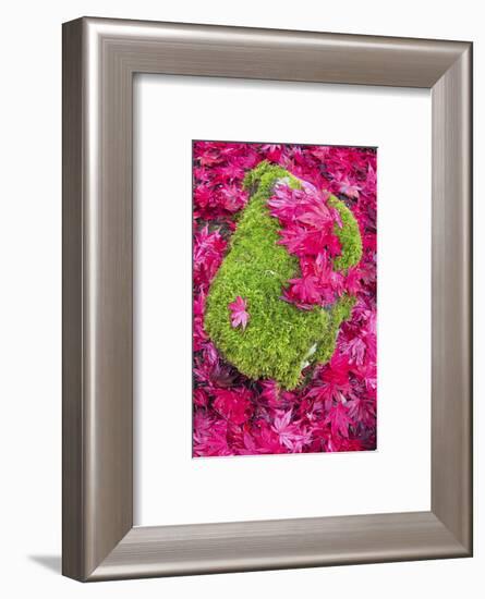 USA, Washington State. Fallen autumn Japanese maple leaves contrast to rock and moss-Trish Drury-Framed Photographic Print