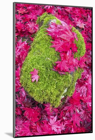 USA, Washington State. Fallen autumn Japanese maple leaves contrast to rock and moss-Trish Drury-Mounted Photographic Print