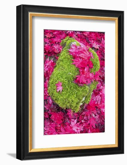 USA, Washington State. Fallen autumn Japanese maple leaves contrast to rock and moss-Trish Drury-Framed Photographic Print