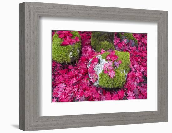 USA, Washington State. Fallen autumn Japanese maple leaves contrast to rock and moss-Trish Drury-Framed Photographic Print