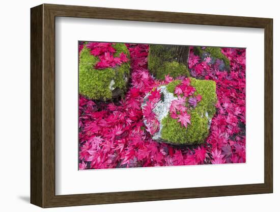 USA, Washington State. Fallen autumn Japanese maple leaves contrast to rock and moss-Trish Drury-Framed Photographic Print