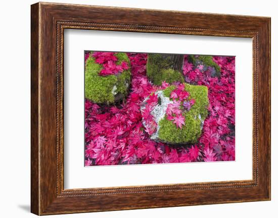 USA, Washington State. Fallen autumn Japanese maple leaves contrast to rock and moss-Trish Drury-Framed Photographic Print