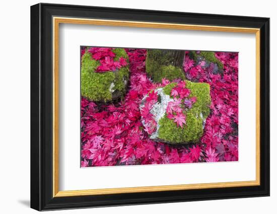 USA, Washington State. Fallen autumn Japanese maple leaves contrast to rock and moss-Trish Drury-Framed Photographic Print