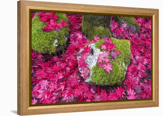 USA, Washington State. Fallen autumn Japanese maple leaves contrast to rock and moss-Trish Drury-Framed Premier Image Canvas