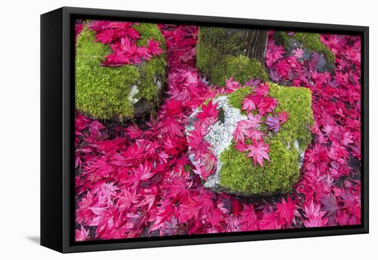 USA, Washington State. Fallen autumn Japanese maple leaves contrast to rock and moss-Trish Drury-Framed Premier Image Canvas