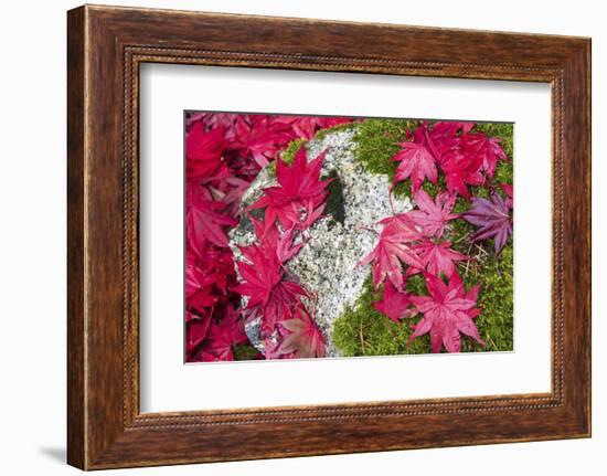 USA, Washington State. Fallen autumn Japanese maple leaves contrast to rock and moss-Trish Drury-Framed Photographic Print