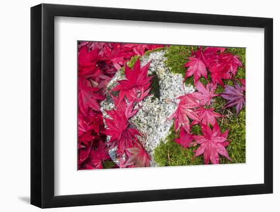 USA, Washington State. Fallen autumn Japanese maple leaves contrast to rock and moss-Trish Drury-Framed Photographic Print