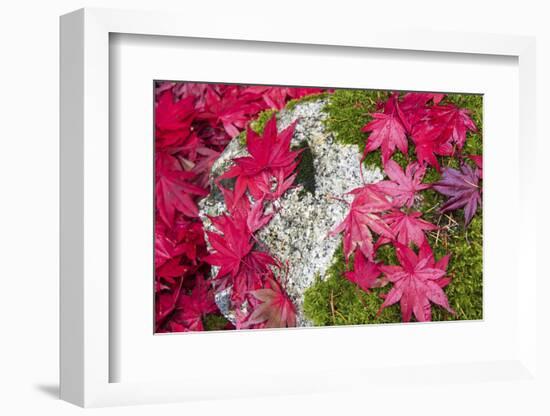 USA, Washington State. Fallen autumn Japanese maple leaves contrast to rock and moss-Trish Drury-Framed Photographic Print