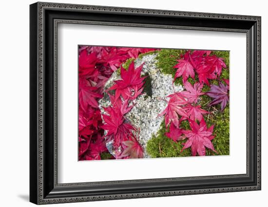 USA, Washington State. Fallen autumn Japanese maple leaves contrast to rock and moss-Trish Drury-Framed Photographic Print