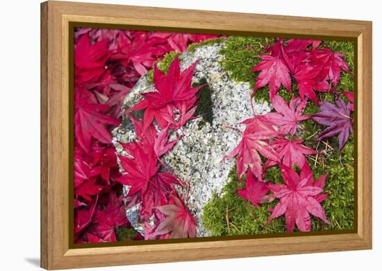 USA, Washington State. Fallen autumn Japanese maple leaves contrast to rock and moss-Trish Drury-Framed Premier Image Canvas