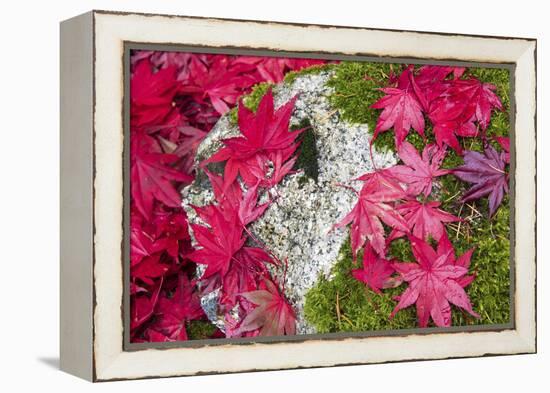 USA, Washington State. Fallen autumn Japanese maple leaves contrast to rock and moss-Trish Drury-Framed Premier Image Canvas