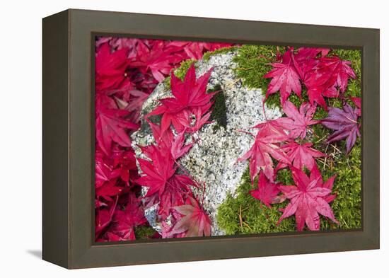 USA, Washington State. Fallen autumn Japanese maple leaves contrast to rock and moss-Trish Drury-Framed Premier Image Canvas