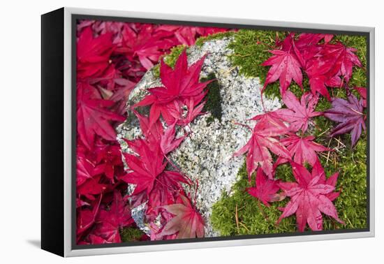 USA, Washington State. Fallen autumn Japanese maple leaves contrast to rock and moss-Trish Drury-Framed Premier Image Canvas