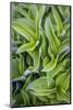 USA. Washington State. False Hellebore leaves in abstract patterns.-Gary Luhm-Mounted Photographic Print