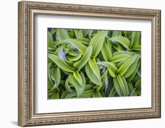 USA. Washington State. False Hellebore leaves in abstract patterns.-Gary Luhm-Framed Photographic Print