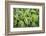 USA. Washington State. False Hellebore leaves in abstract patterns.-Gary Luhm-Framed Photographic Print