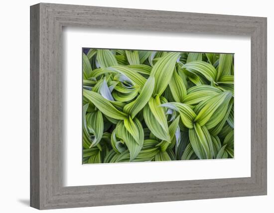 USA. Washington State. False Hellebore leaves in abstract patterns.-Gary Luhm-Framed Photographic Print