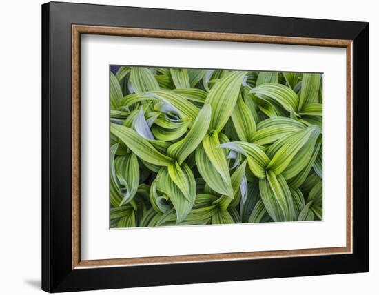 USA. Washington State. False Hellebore leaves in abstract patterns.-Gary Luhm-Framed Photographic Print