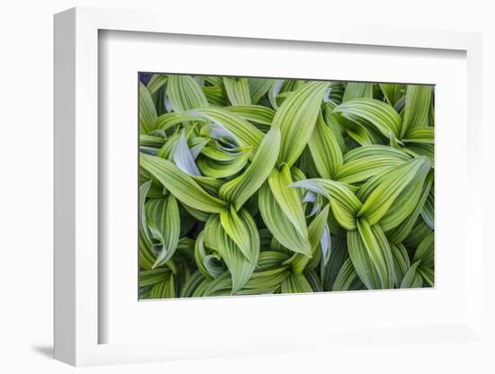 USA. Washington State. False Hellebore leaves in abstract patterns.-Gary Luhm-Framed Photographic Print
