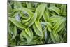 USA. Washington State. False Hellebore leaves in abstract patterns.-Gary Luhm-Mounted Photographic Print
