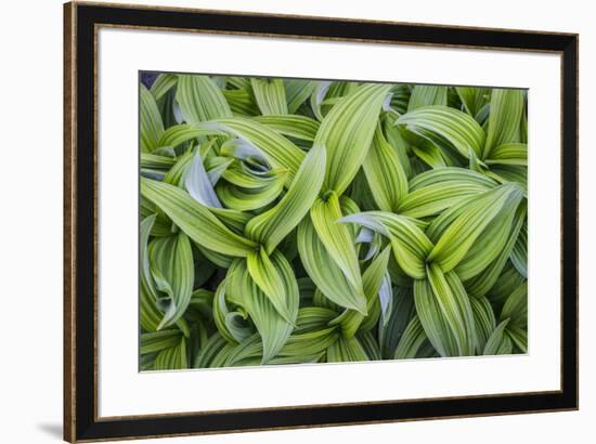 USA. Washington State. False Hellebore leaves in abstract patterns.-Gary Luhm-Framed Premium Photographic Print