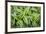 USA. Washington State. False Hellebore leaves in abstract patterns.-Gary Luhm-Framed Premium Photographic Print