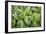 USA. Washington State. False Hellebore leaves in abstract patterns.-Gary Luhm-Framed Premium Photographic Print