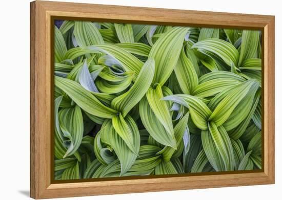 USA. Washington State. False Hellebore leaves in abstract patterns.-Gary Luhm-Framed Premier Image Canvas