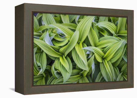 USA. Washington State. False Hellebore leaves in abstract patterns.-Gary Luhm-Framed Premier Image Canvas